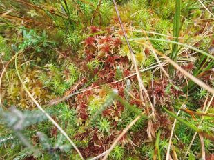 Sphagnum moss
