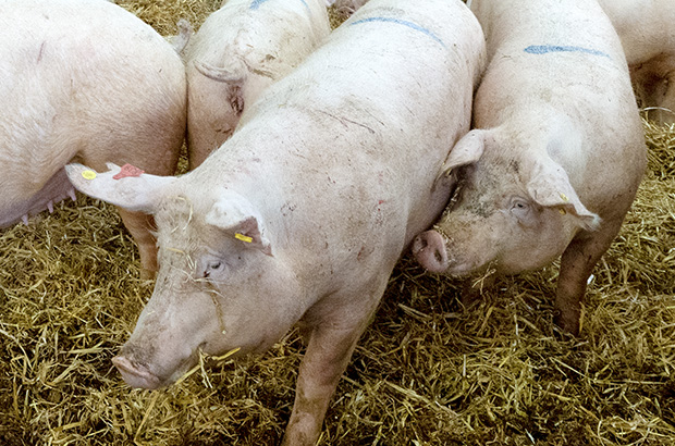 Three pigs on straw bedding.