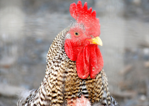 Photo of a chicken behind a fence by Sh4rp_i Photo of a chicken behind a fence by Sh4rp_i