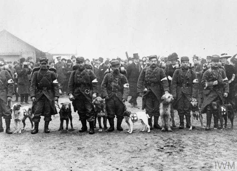 A line of Red Cross dogs and their handlers stand in a line ready for inspection on the Western Front.