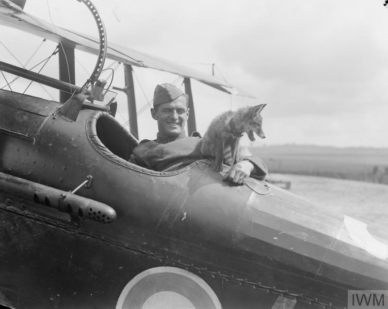 A fox cub sits on the fuselage of a bi-plane fighter, the pilot sits in his seat smiling.