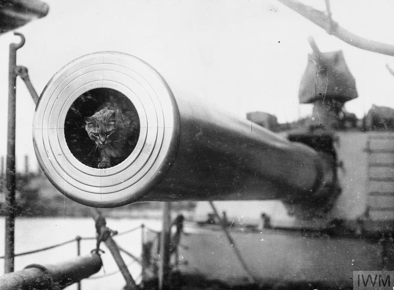 A cat inside the barrel of a naval gun. The cat is Togo, mascot of HMS Dreadnought.