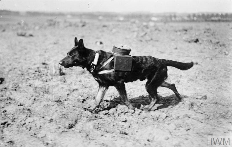 A dog carrying equipment to lay telephone wires