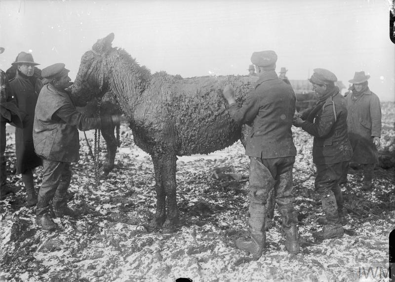 British troops scrape mud from a mule on the Western Front
