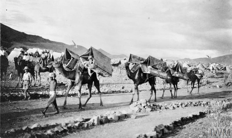 Camels in India in the First World War, fitted with carriers to transport wounded.