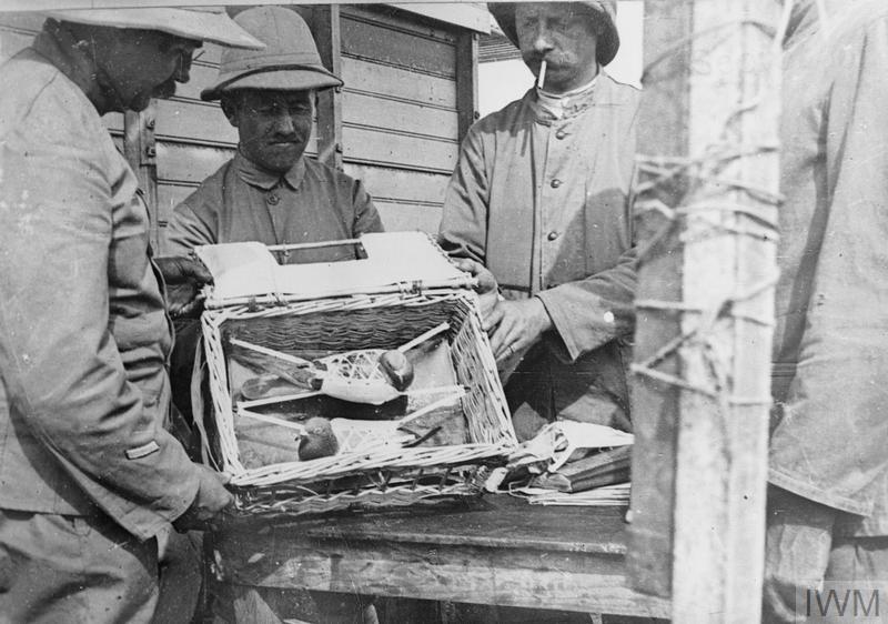 French troops on the Western Front looking at carrier pigeons in a basket