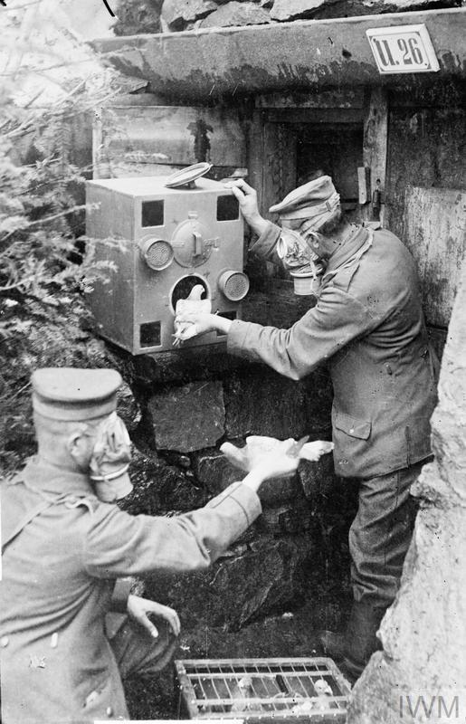 German soldiers wear gas masks as they place carrier pigeons into a gas-proof chamber, presumably during an anti-gas drill.