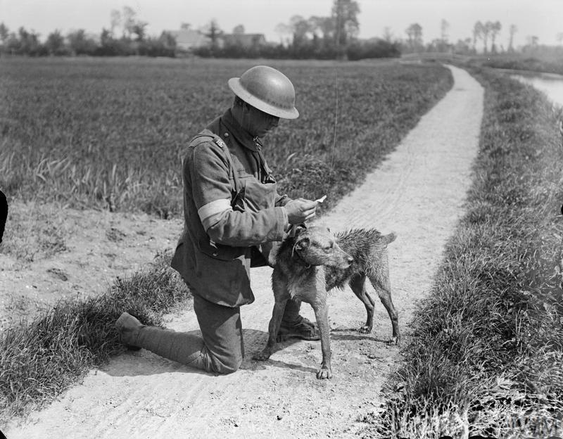 A dog handler of the Royal Engineers (Signals) leans down to read a message that has just been brought to him by messenger dog.