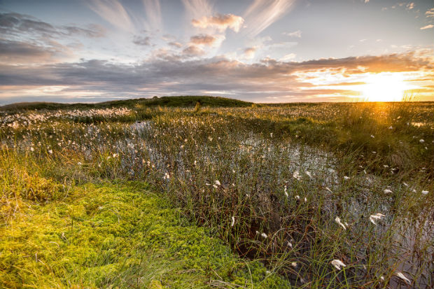 View of a creek and wetlands at sunset