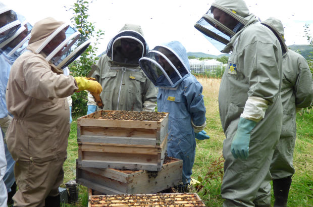 A group of children learning and looking at a beehive