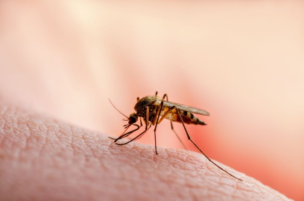 Culex mosquito