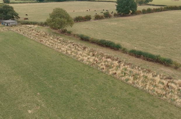 Aerial view of farmland showing a hedgerow and tall grass strip separating two open fields, with cattle grazing in the distance