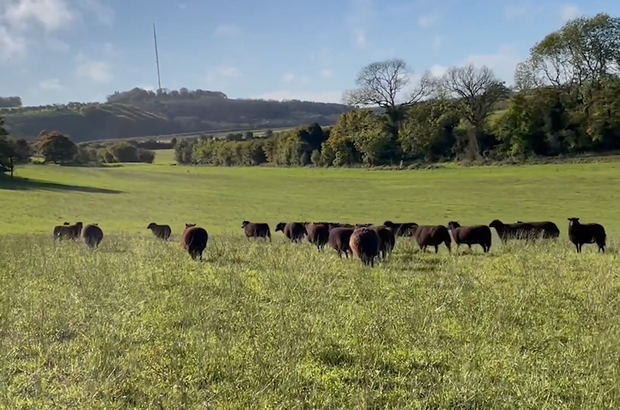 Sheep grazing on species-rich grassland in a gently sloping pasture, with mixed grasses and wild plants in the foreground, trees along the field edge, and rolling countryside in the background.