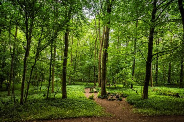 An woodland setting