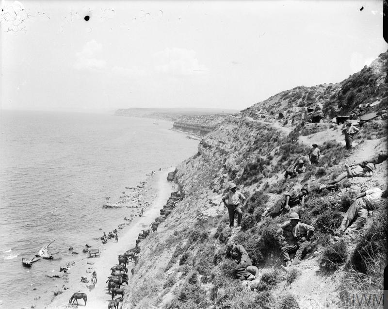 Horses picketed on the beach road made between Cape Helles and Gully Ravine.