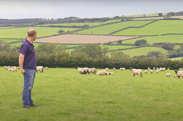 SFI agreement holding farmer looks out over his flock of sheep