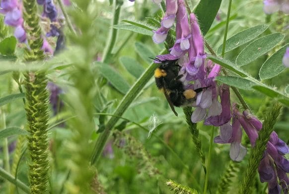 It&#8217;s bee time at the Horniman!