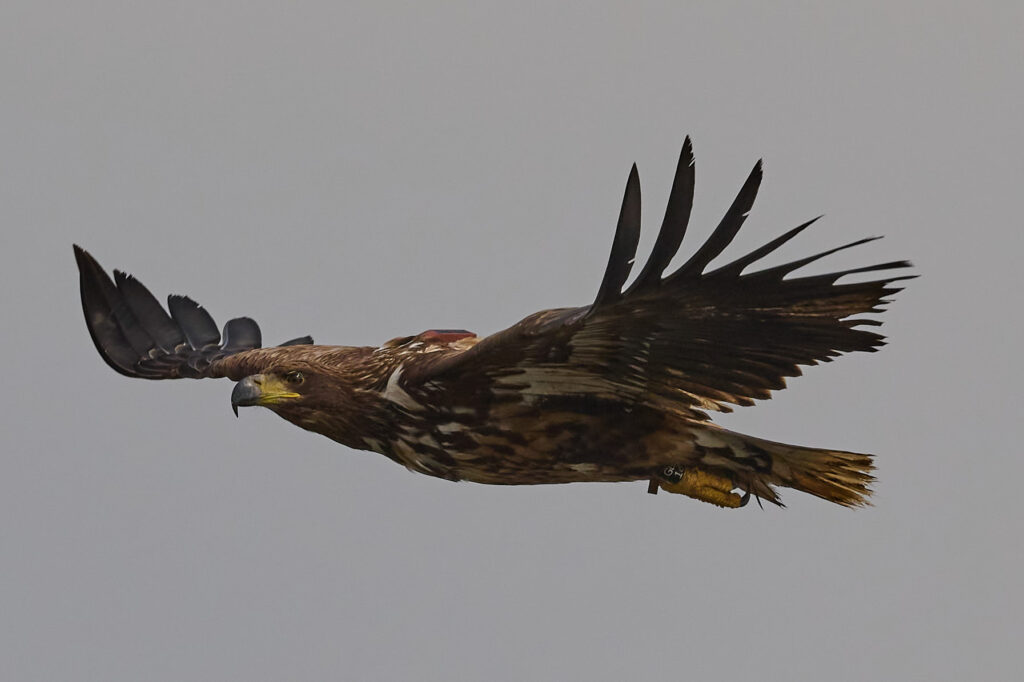 A photo of a white-tailed eagle mid-flight. The eagle has large, rectangular like wings with frayed tips. It has a brown plumage with a pale head and white tail.