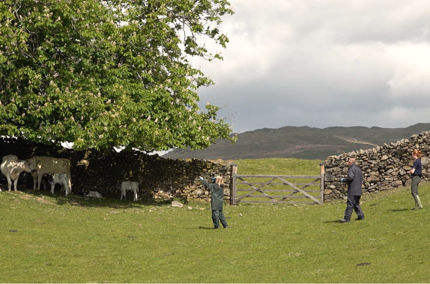 A grassy field bordered by a low stone wall and a wooden gate, with several cows standing near a large leafy tree on the left. Three people walk across the field, with rolling hills and a cloudy sky in the background