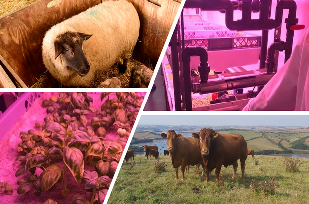 Montage of cows, hydroponics, sheep and vertical farming and cows