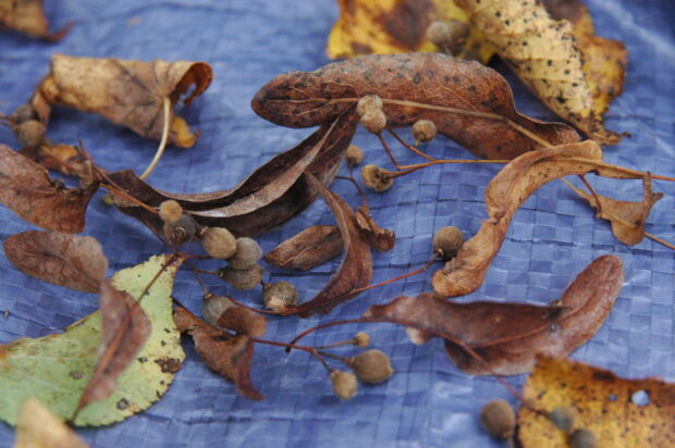 dried lime seeds
