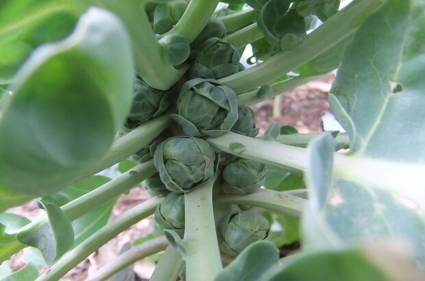 Brussel sprouts