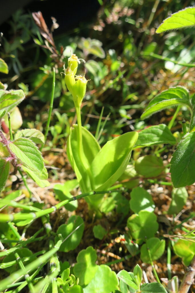 A light green orchid with two leaves grows from the ground.