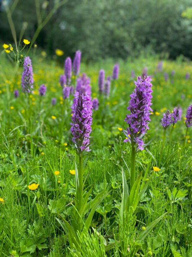 Orchids are blooming in a wet meadow in Chorlton. © D Barlow, Manchester City Council
