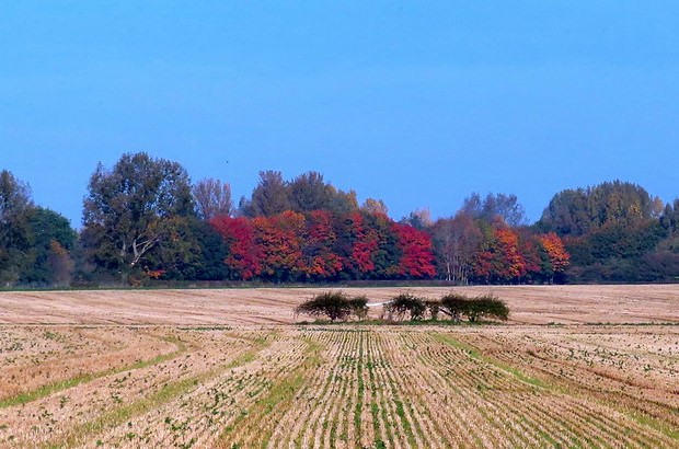 An autumnal scene of a field with crop