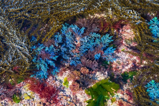Seaweed on seabed off Dorset