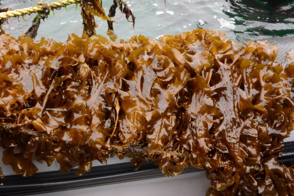 seaweed