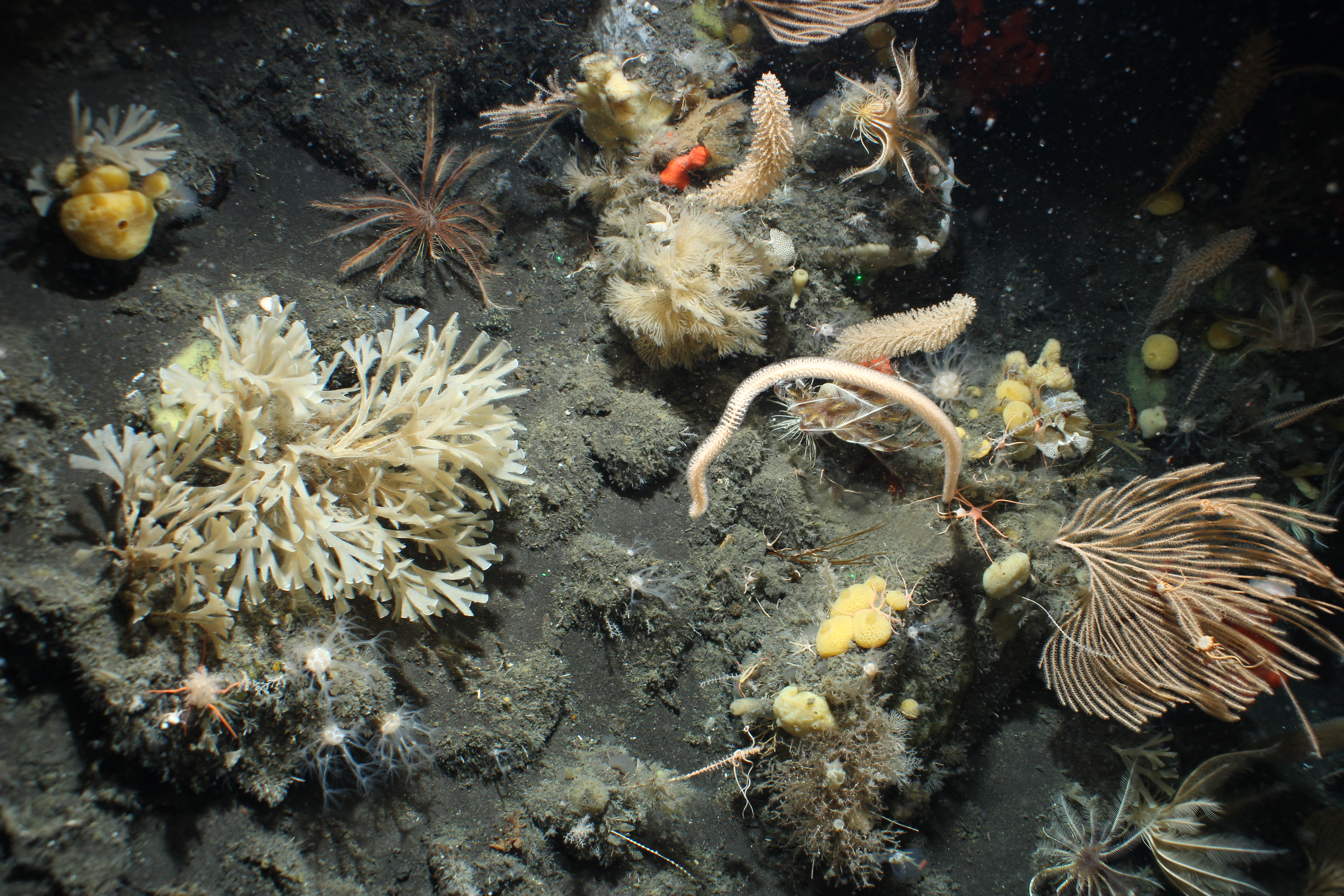 Protected seabed around Zavodovski Island alive with life in the north of the archipelago. Photos taken during a 2019 Blue Belt research expedition to the region
