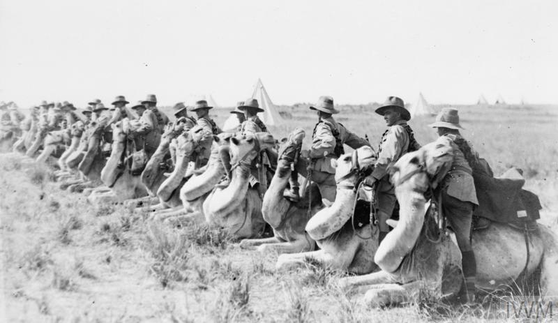 The Advance throuAustralian members of the Imperial Camel Corps in Palestine prepare to mount. Their camels are kneeling in a row.
