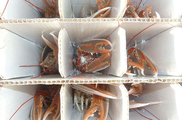 Live Nephrops in container cells
