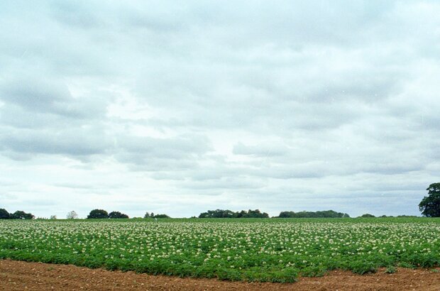 A field of potatoes, Little Whelnetham. Image shows soil and crop under a blue-grey sky.