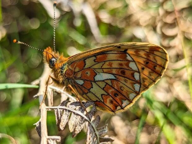 Pearl-bordered fritillary, credit: Devon Wildlife Trust