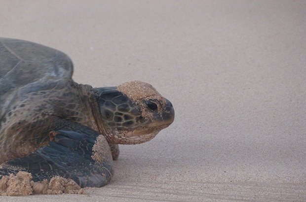 green turtle