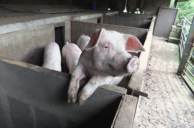 Image of pig