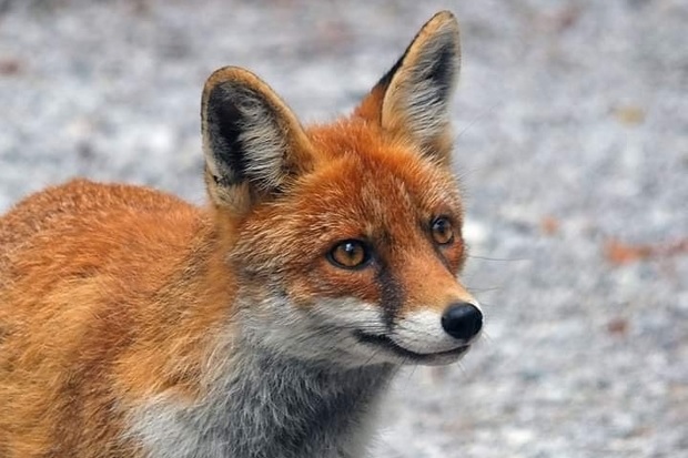 Image of a red fox