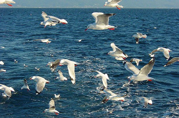 Image of birds at sea