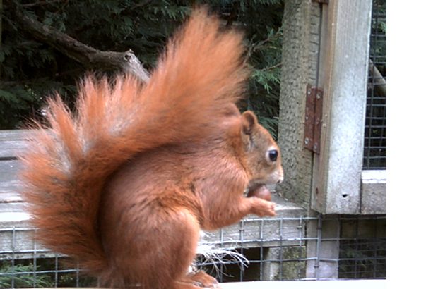 Photo of Red squirrel