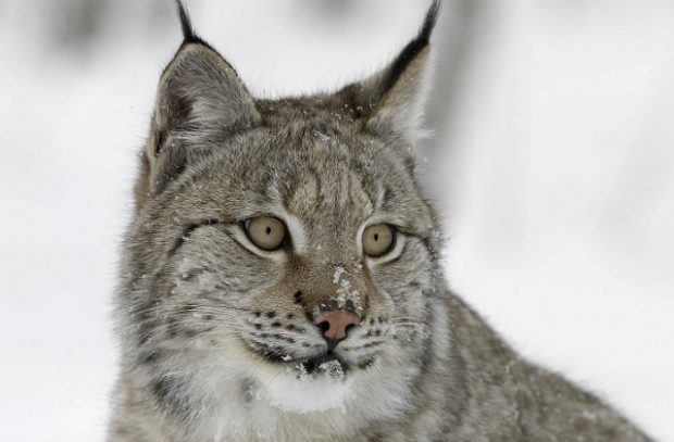 Image of a Eurasian lynx against a snow backdrop.