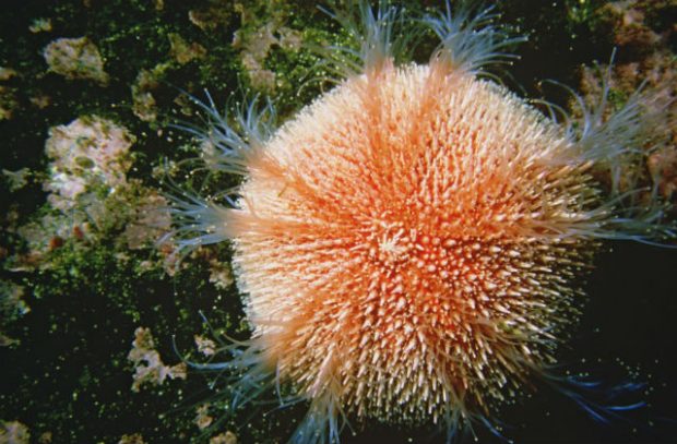 A picture of a sea urchin