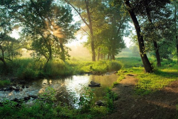 A river running through trees with sunshine on the surface of the water