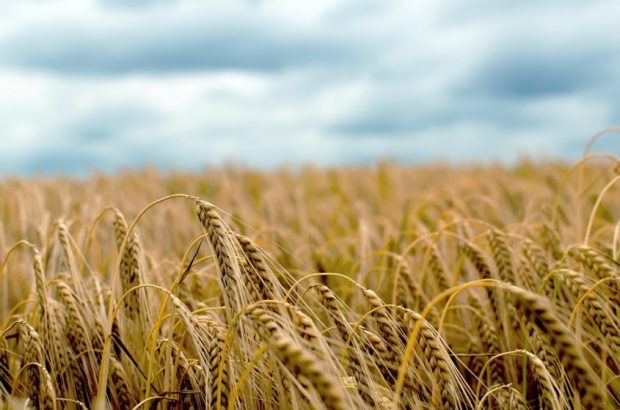 Barley Field