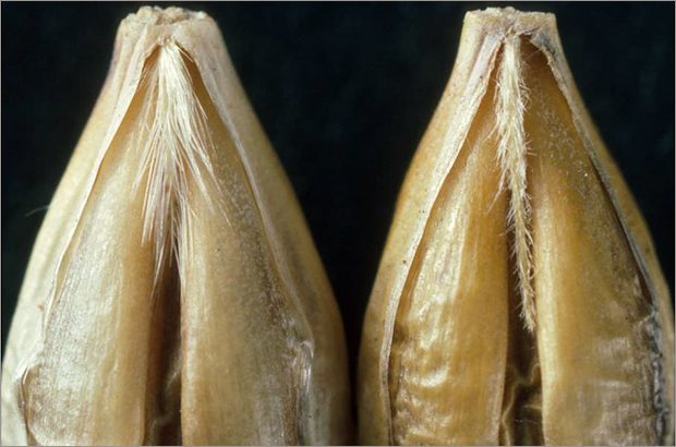 Image showing two types of barley grain