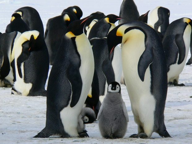 Penguins standing against an arctic backdrop.