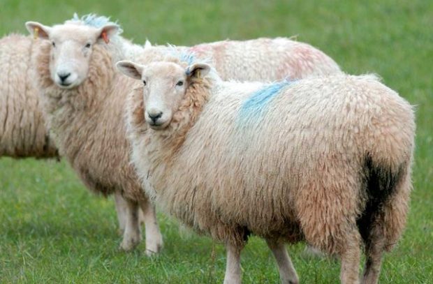 Two sheep standing in a field with blue marks on their wool.
