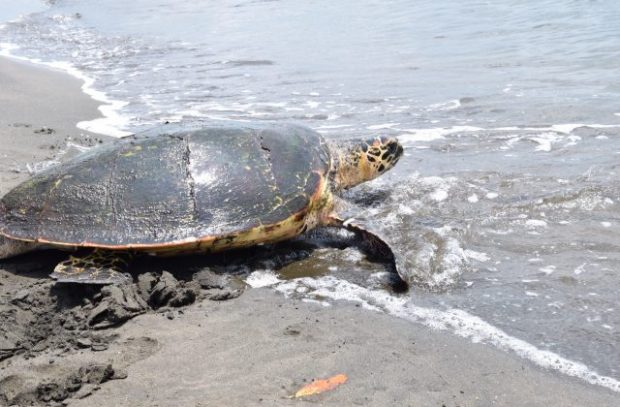 image of a turtle going into the sea