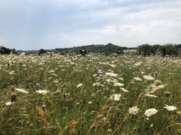 A meadow and skyline